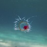The immortal jellyfish Turritopsis dohrnii