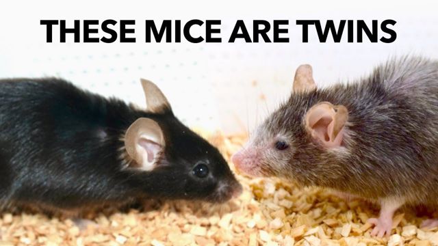 Video thumbnail: How to Slow Aging (and even reverse it)